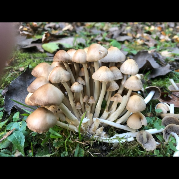 Meet your Posher, Sara - Picture 1 of 16